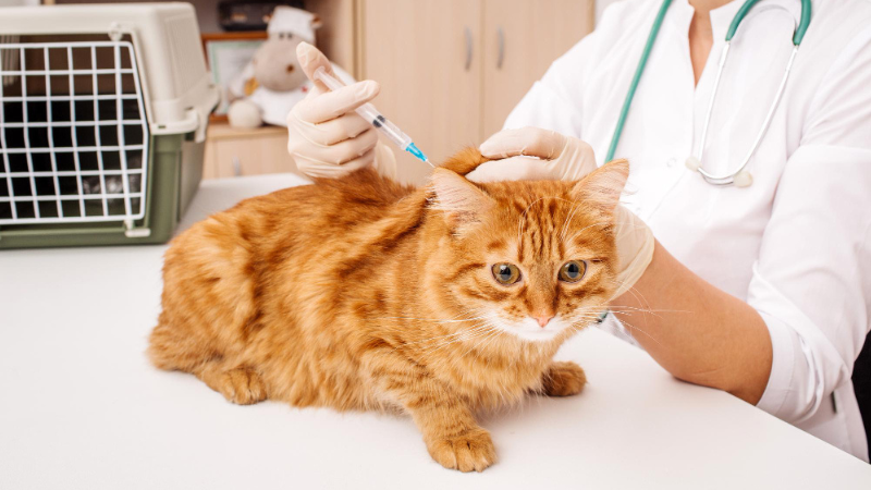 LovinCare Veterinary Medical Centre | Services - Prevention Health Care