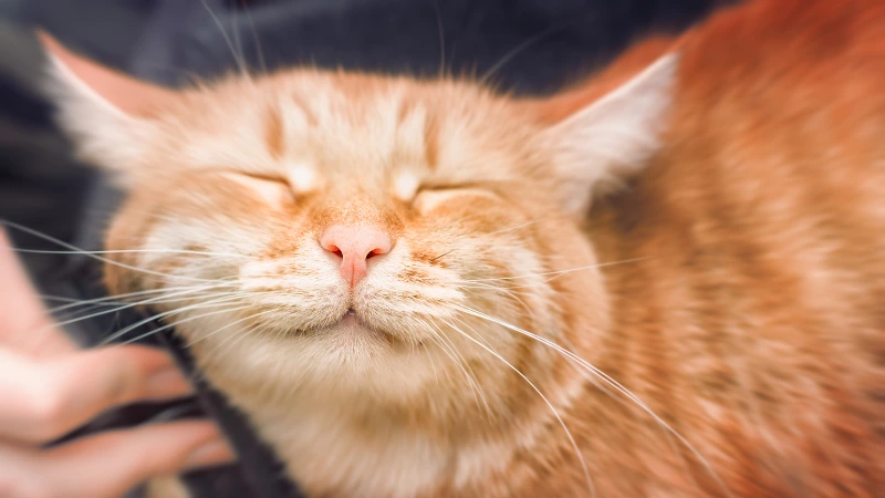 LovinCare Veterinary Medical Centre | Care Tips - Causes of Hair Loss in Cats
