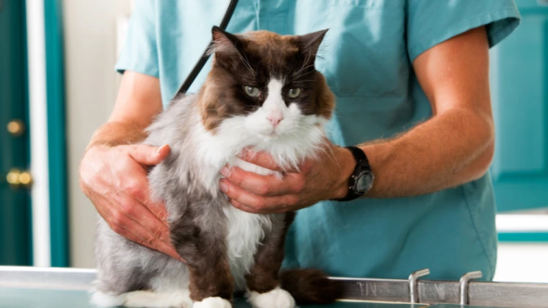 LovinCare Veterinary Medical Centre | Care Tips - Feline Diabetes