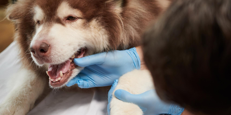 LovinCare Veterinary Medical Centre | Facilities -Dentistry