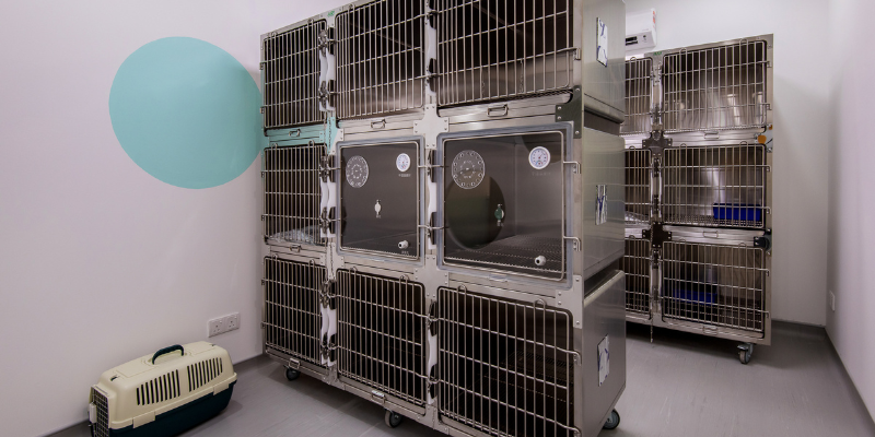 LovinCare Veterinary Medical Centre | Facilities -Cats & Dogs Ward