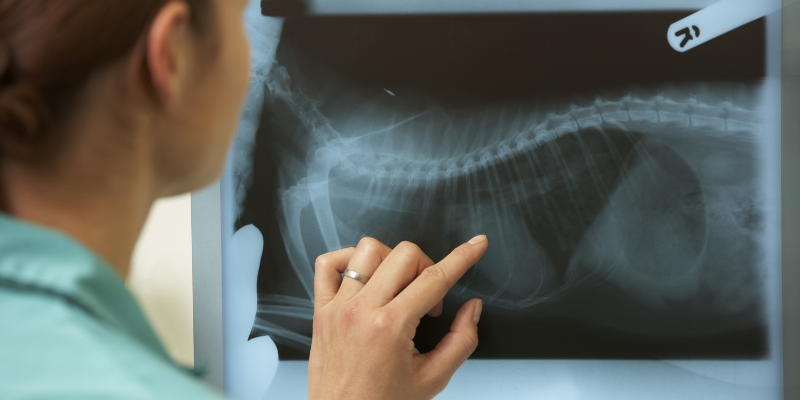 LovinCare Veterinary Medical Centre | Facilities -X-ray