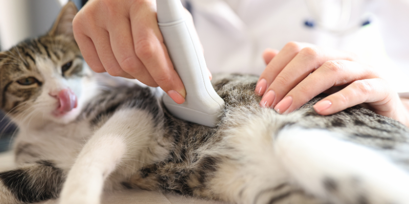 LovinCare Veterinary Medical Centre | Facilities -Ultrasound