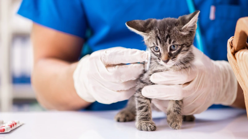 LovinCare Veterinary Medical Centre | Services - General Health Care