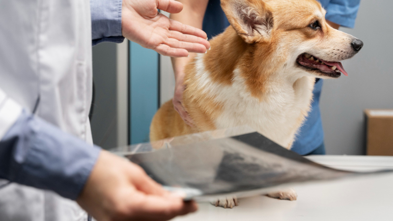 LovinCare Veterinary Medical Centre | Services - Diagnostic Imaging Services