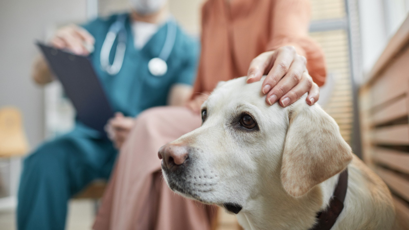 LovinCare Veterinary Medical Centre | Services - Surgical & Post Operative Care