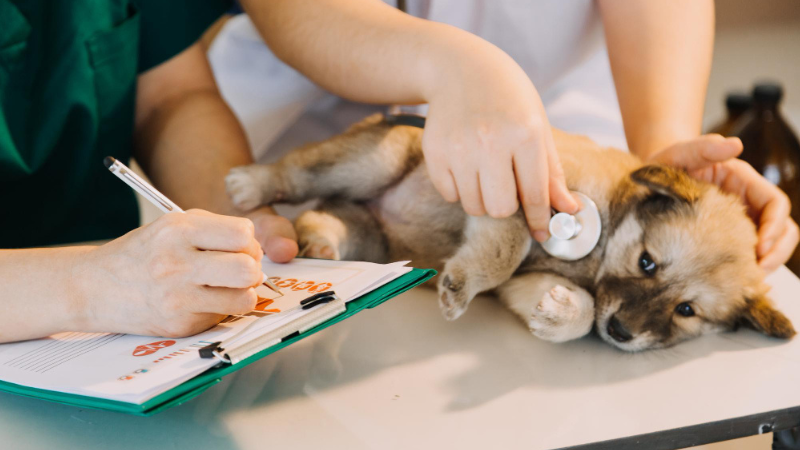 LovinCare Veterinary Medical Centre | Services - Emergency & Critical Care