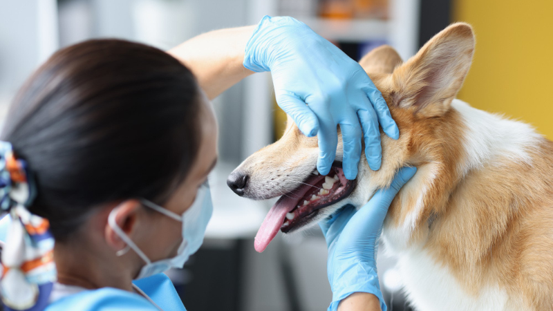 LovinCare Veterinary Medical Centre | Services - Veterinary Dentistry