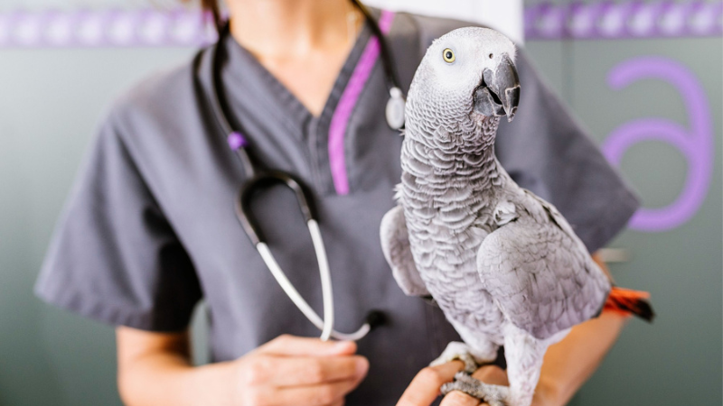 LovinCare Veterinary Medical Centre | Services - Exotic Animal Medicine & Surgery